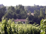 bordeaux vineyards 2